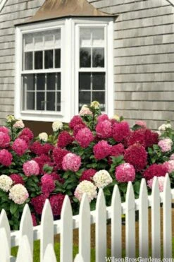 Little Lime Punch Hydrangea - 3 Gallon Pot -Garden Plants shop hydrangea paniculata little lime punch 2