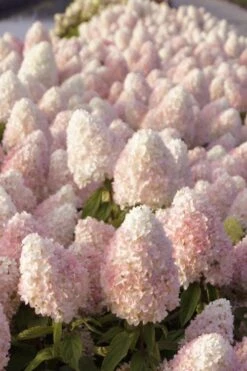 Sweet Summer Panicle Hydrangea - 3 Gallon Pot 5 Sweet Summer Panicle Hydrangea - 3 Gallon Pot -Garden Plants shop hydrangea paniculata sweet summer 1