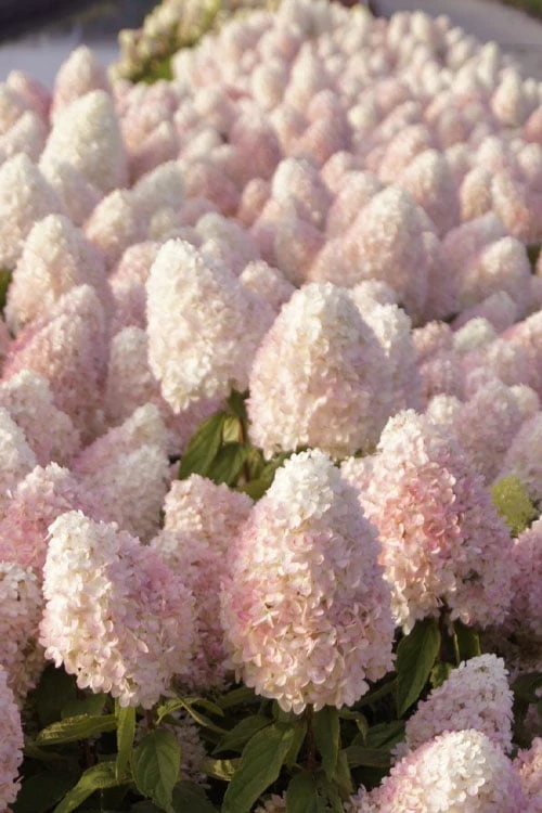 Sweet Summer Panicle Hydrangea - 3 Gallon Pot Sweet Summer Panicle Hydrangea - 3 Gallon Pot -Garden Plants shop hydrangea paniculata sweet summer 1