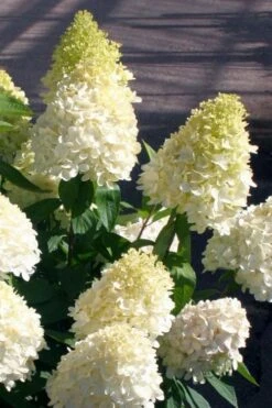 Sweet Summer Panicle Hydrangea - 3 Gallon Pot 4 Sweet Summer Panicle Hydrangea - 3 Gallon Pot -Garden Plants shop hydrangea paniculata sweet summer 2