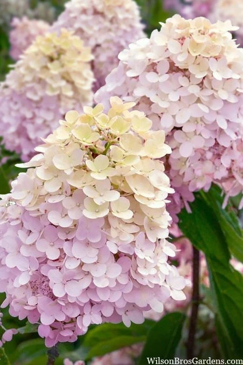 Sweet Summer Panicle Hydrangea - 3 Gallon Pot Sweet Summer Panicle Hydrangea - 3 Gallon Pot -Garden Plants shop hydrangea paniculata sweet summer 6