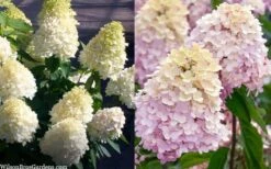 Sweet Summer Panicle Hydrangea - 3 Gallon Pot 3 Sweet Summer Panicle Hydrangea - 3 Gallon Pot -Garden Plants shop hydrangea paniculata sweet summer 7