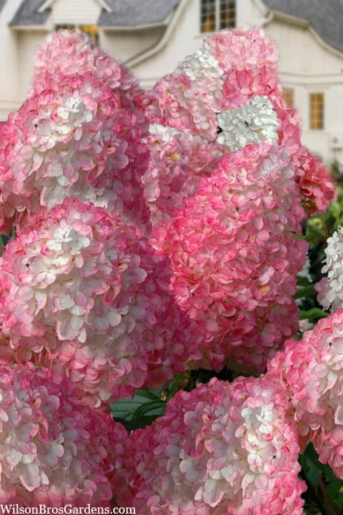 Vanilla Strawberry Hydrangea - 1 Gallon Pot Vanilla Strawberry Hydrangea - 1 Gallon Pot -Garden Plants shop hydrangea paniculata vanilla strawberry 21