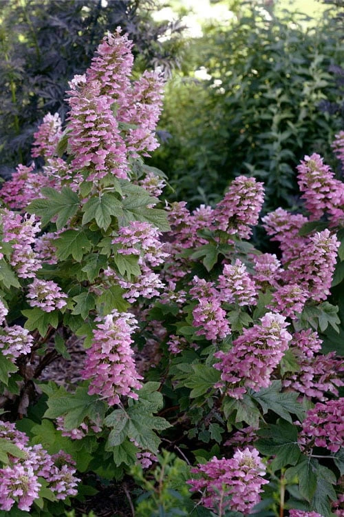 Gatsby Pink Oakleaf Hydrangea - 3 Gallon Pot Gatsby Pink Oakleaf Hydrangea - 3 Gallon Pot -Garden Plants shop hydrangea quercifolia gatsby pink 17