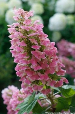 Gatsby Pink Oakleaf Hydrangea - 3 Gallon Pot 3 Gatsby Pink Oakleaf Hydrangea - 3 Gallon Pot -Garden Plants shop hydrangea quercifolia gatsby pink 7