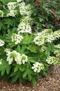 Pee Wee Dwarf Oakleaf Hydrangea - 1 Gallon Pot -Garden Plants shop hydrangea quercifolia pee wee oakleaf 1