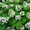 Pee Wee Dwarf Oakleaf Hydrangea - 3 Gallon Pot