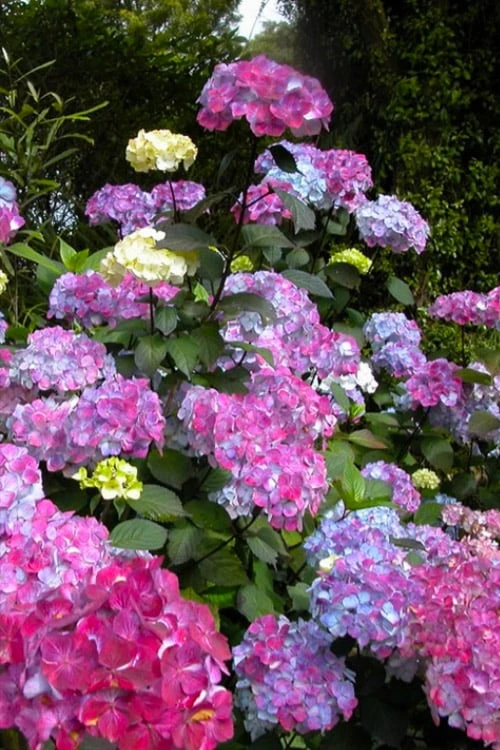 Preziosa Multi Color Hydrangea - 3 Gallon Pot Preziosa Multi Color Hydrangea - 3 Gallon Pot -Garden Plants shop hydrangea serrata preziosa 100