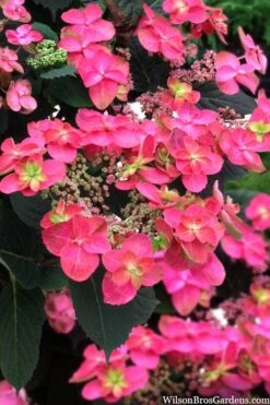 Tuff Stuff Red Mountain Hydrangea - 3 Gallon Pot -Garden Plants shop hydrangea serrata tuff stuff red mountain 2