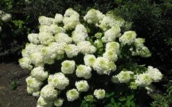 Silver Dollar Hydrangea - 1 Gallon Pot -Garden Plants shop hydrangea silver dollar 2