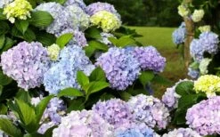Dear Dolores Hydrangea - 2 Gallon Pot 3 Dear Dolores Hydrangea - 2 Gallon Pot -Garden Plants shop hydrangea20dear20delores
