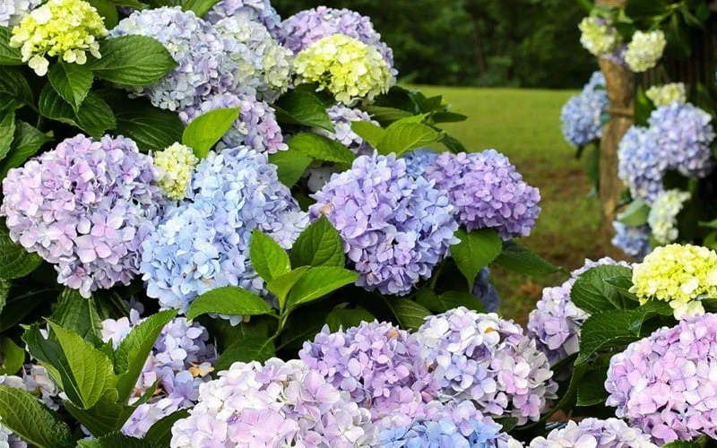 Dear Dolores Hydrangea - 2 Gallon Pot Dear Dolores Hydrangea - 2 Gallon Pot -Garden Plants shop hydrangea20dear20delores