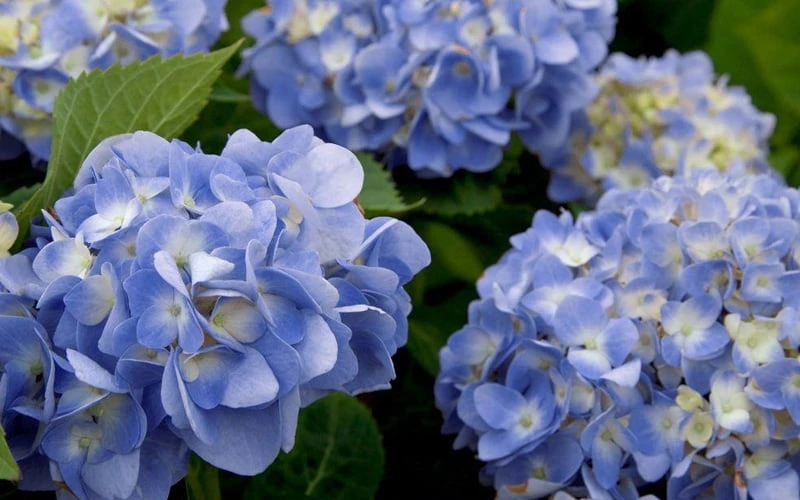 Dear Dolores Hydrangea - 2 Gallon Pot Dear Dolores Hydrangea - 2 Gallon Pot -Garden Plants shop hydrangea20dear20delores202