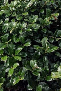 Emily Bruner Pyramidal Holly - 7 Gallon Pot (4-5') -Garden Plants shop ilex emily bruner holly tree 104
