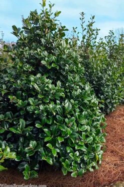 Emily Bruner Pyramidal Holly - 7 Gallon Pot (4-5') -Garden Plants shop ilex emily bruner holly tree 105