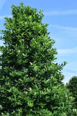 Nellie R. Stevens Holly - 3 Gallon Pot -Garden Plants shop ilex nellie r stephens holly tree 1