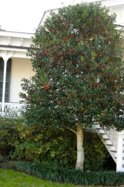 Nellie R. Stevens Holly - 3 Gallon Pot -Garden Plants shop ilex nellie r stevens holly tree berries tree 12