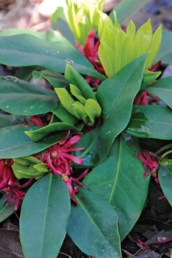 Swamp Hobbit Florida Anise (Illicium Floridanum) - 3 Gallon Pot 4 Swamp Hobbit Florida Anise (Illicium Floridanum) - 3 Gallon Pot -Garden Plants shop illicium floridanum swamp hobbit florida anise 1