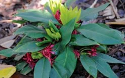 Swamp Hobbit Florida Anise (Illicium Floridanum) - 3 Gallon Pot 5 Swamp Hobbit Florida Anise (Illicium Floridanum) - 3 Gallon Pot -Garden Plants shop illicium floridanum swamp hobbit florida anise 2