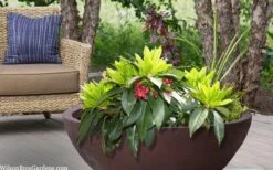 Swamp Hobbit Florida Anise (Illicium Floridanum) - 3 Gallon Pot 6 Swamp Hobbit Florida Anise (Illicium Floridanum) - 3 Gallon Pot -Garden Plants shop illicium floridanum swamp hobbit florida anise 3