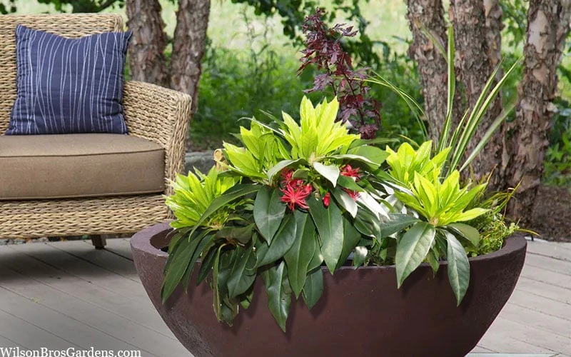 Swamp Hobbit Florida Anise (Illicium floridanum) - 3 Gallon Pot Swamp Hobbit Florida Anise (Illicium Floridanum) - 3 Gallon Pot -Garden Plants shop illicium floridanum swamp hobbit florida anise 3