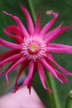 Woodland Ruby Anise (Illicium) - 3 Gallon Pot -Garden Plants shop illicium floridanum woodland ruby florida anise 11