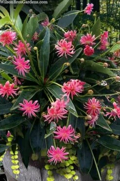 Woodland Ruby Anise (Illicium) - 3 Gallon Pot -Garden Plants shop illicium floridanum woodland ruby florida anise 13