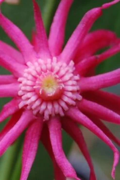 Woodland Ruby Anise (Illicium) - 3 Gallon Pot -Garden Plants shop illicium sfloridanum woodland ruby florida anise 10