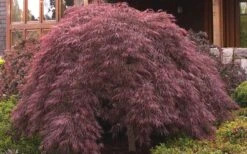 Crimson Queen Dwarf Japanese Maple - 5 Gallon Pot -Garden Plants shop ja panese Maple Crimson Queen 50 1