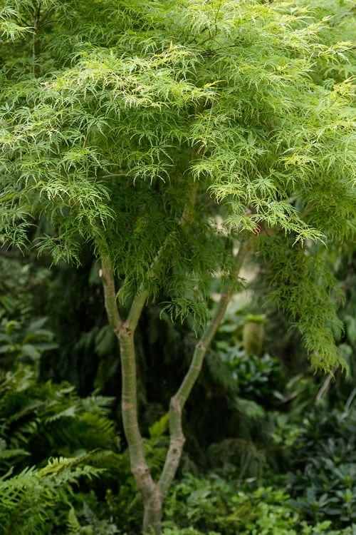 Seiryu Japanese Maple - 2 Gallon Pot Seiryu Japanese Maple - 2 Gallon Pot -Garden Plants shop japanese Maple Seiryu 500x750 1