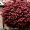 Bloodgood Red Leaf Japanese Maple - 1 Gallon Pot