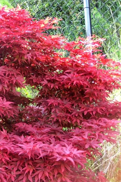 Fireglow Red Leaf Japanese Maple - 5 Gallon Pot (4-4.5') Fireglow Red Leaf Japanese Maple - 5 Gallon Pot (4-4.5') -Garden Plants shop japanese maple fireglow 11 1