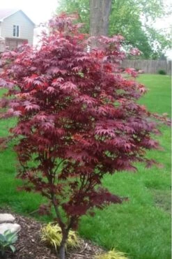 Fireglow Red Leaf Japanese Maple - 5 Gallon Pot (4-4.5') 4 Fireglow Red Leaf Japanese Maple - 5 Gallon Pot (4-4.5') -Garden Plants shop japanese maple fireglow 12 1