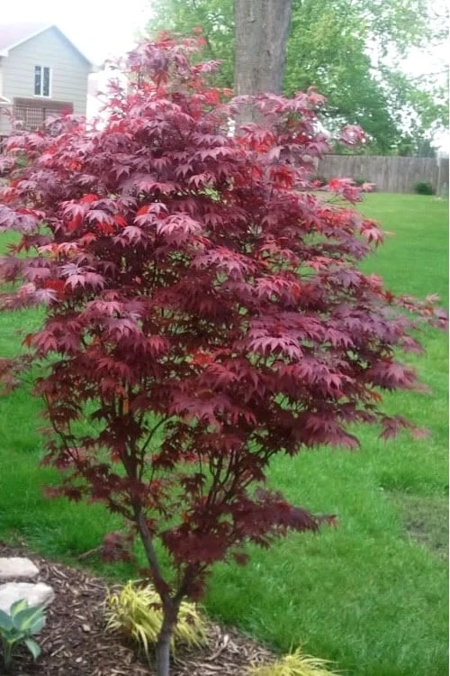 Fireglow Red Leaf Japanese Maple - 5 Gallon Pot (4-4.5') Fireglow Red Leaf Japanese Maple - 5 Gallon Pot (4-4.5') -Garden Plants shop japanese maple fireglow 12 1