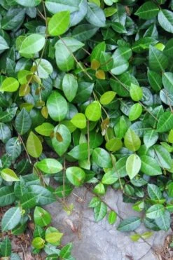 Asian Jasmine - Asiatic Jasmine - 6 Pack Of Pint Pots -Garden Plants shop jasmine asian 10