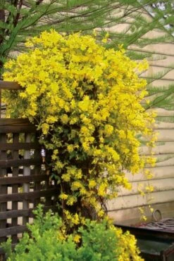 Carolina Yellow Jasmine (Jessamine) Gelsemium Sempervirens - 3 Gallon Pot -Garden Plants shop jasmine carolina 21 1
