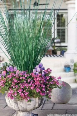 Elk's Blue California Gray Rush (Juncus Patens) - 1 Gallon Pot -Garden Plants shop juncus inflexus blue arrows rush 23