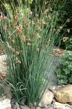 Elk's Blue California Gray Rush (Juncus Patens) - 1 Gallon Pot -Garden Plants shop juncus patens elk blue california rush 9