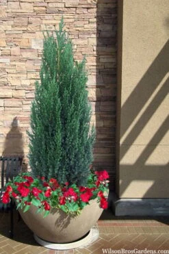 Blue Point Juniper - 3 Gallon Pot -Garden Plants shop juniper blue point 21