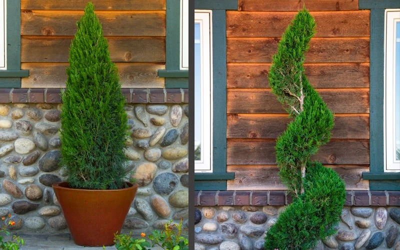 Spartan Juniper - 6 Pack of 1 Gallon Pots Spartan Juniper - 6 Pack Of 1 Gallon Pots -Garden Plants shop juniper20spartan202