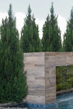 Spartan Juniper - 6 Pack Of 1 Gallon Pots 4 Spartan Juniper - 6 Pack Of 1 Gallon Pots -Garden Plants shop juniperus chinensis spartan columnar juniper 20