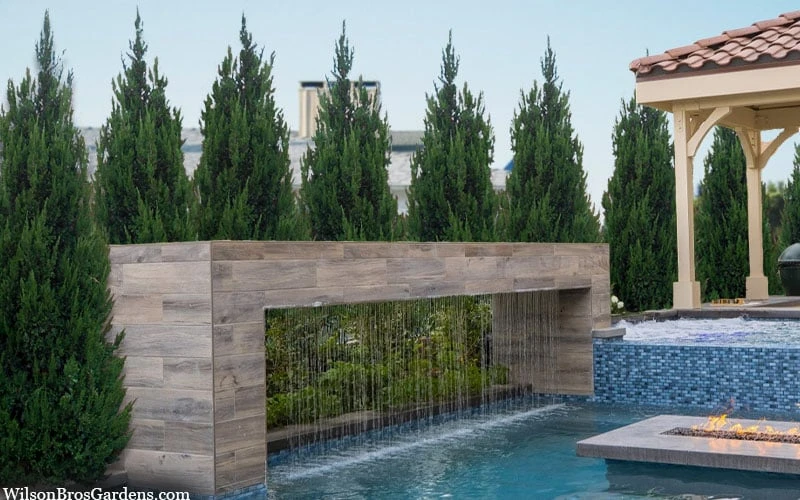 Spartan Juniper - 6 Pack of 1 Gallon Pots Spartan Juniper - 6 Pack Of 1 Gallon Pots -Garden Plants shop juniperus chinensis spartan columnar juniper 40