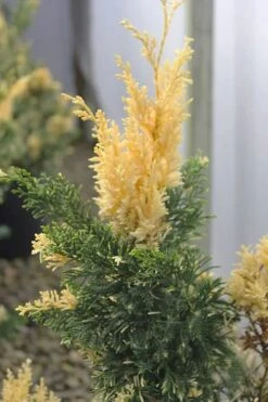 Variegated Hollywood Juniper - 1 Gallon Pot -Garden Plants shop juniperus chinensis torulosa variegata 3