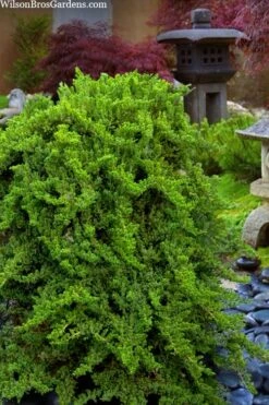 Staked Green Mound Japanese Garden Juniper - 5 Gallon Pot -Garden Plants shop juniperus procumbens nana green mound japanese garden juniper staked topiary 1