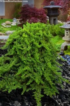 Staked Green Mound Japanese Garden Juniper - 5 Gallon Pot -Garden Plants shop juniperus procumbens nana green mound japanese garden juniper staked topiary 5
