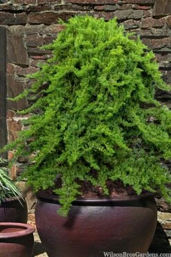 Staked Green Mound Japanese Garden Juniper - 5 Gallon Pot
