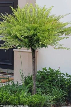 Calgary Carpet Juniper Tree (Single Trunk Topiary) - 3 Gallon Pot -Garden Plants shop juniperus sabina calgary carpet single trunk topiary tree 10