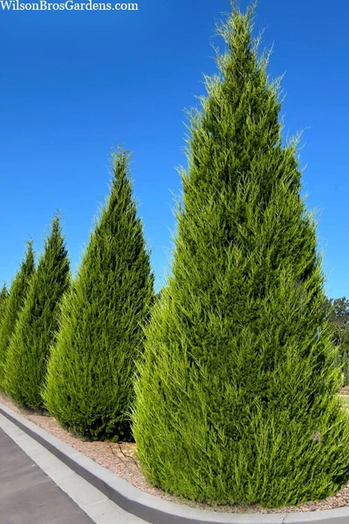 Brodie Eastern Red Cedar - 7 Gallon Pot (3-4') Brodie Eastern Red Cedar - 7 Gallon Pot (3-4') -Garden Plants shop juniperus virginiana brodie eastern red cedar 2