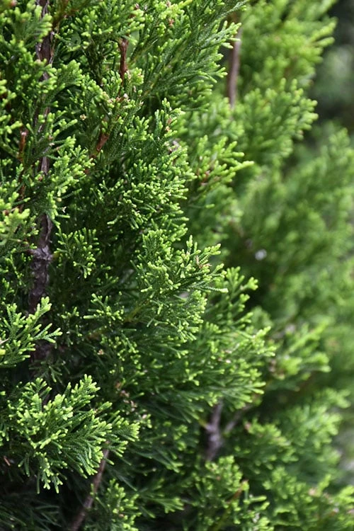 Brodie Eastern Red Cedar - 7 Gallon Pot (3-4') Brodie Eastern Red Cedar - 7 Gallon Pot (3-4') -Garden Plants shop juniperus virginiana brodie eastern red cedar 3