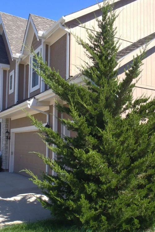 Canaertii Juniper (Red Cedar) - 7 Gallon Pot (3-4') Canaertii Juniper (Red Cedar) - 7 Gallon Pot (3-4') -Garden Plants shop juniperus virginiana canaertii eatern red cedar 1